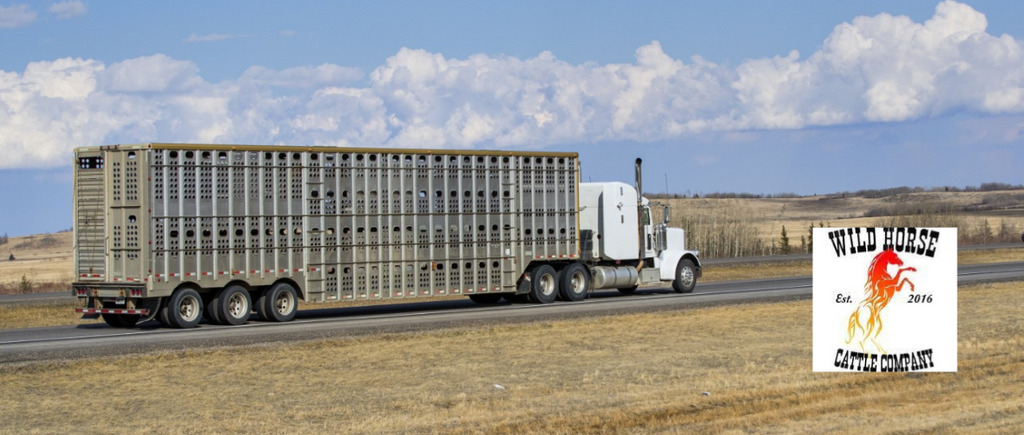 Wild Horse Cattle Company